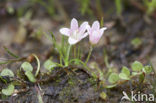 Teer guichelheil (Anagallis tenella) 