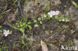 Teer guichelheil (Anagallis tenella) 