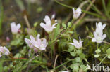 Teer guichelheil (Anagallis tenella) 