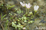 Teer guichelheil (Anagallis tenella) 