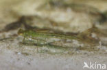 Tengere pantserjuffer (Lestes virens) 