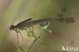 Tengere pantserjuffer (Lestes virens) 