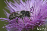 Leafcutter bee (Megachile centuncularis)