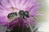 Leafcutter bee (Megachile centuncularis)