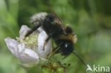 Tweekleurige koekoekshommel (Bombus bohemicus)