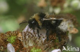 Tweekleurige koekoekshommel (Bombus bohemicus)