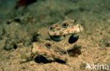 Twinspot goby (Signigobius biocellatus)