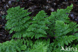 Fern