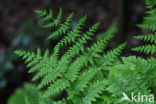 Fern