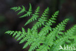 Fern