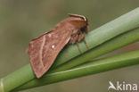 Grass Eggar (Lasiocampa trifolii)