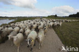 Veluws heideschaap (Ovis domesticus)