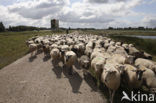 Veluws heideschaap (Ovis domesticus)