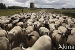 Veluws heideschaap (Ovis domesticus)