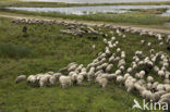 Veluws heideschaap (Ovis domesticus)