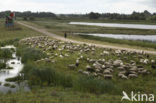 Veluws heideschaap (Ovis domesticus)