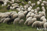 Veluws heideschaap (Ovis domesticus)