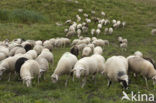 Veluws heideschaap (Ovis domesticus)