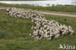 Veluws heideschaap (Ovis domesticus)