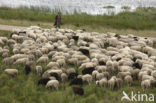 Veluws heideschaap (Ovis domesticus)