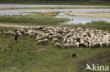 Veluws heideschaap (Ovis domesticus)