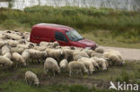 Veluws heideschaap (Ovis domesticus)