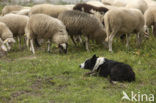 Veluws heideschaap (Ovis domesticus)