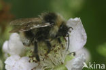 Vierkleurige koekoekshommel (Bombus sylvestris)