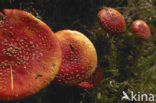 Vliegenzwam (Amanita muscaria)