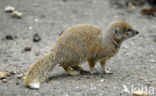 yellow mongoose (Cynictis penicillata)