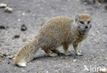 yellow mongoose (Cynictis penicillata)