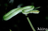 Waglers Temple Viper (Tropidolaemus wagleri)