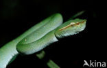 Waglers Temple Viper (Tropidolaemus wagleri)