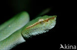 Waglers Temple Viper (Tropidolaemus wagleri)