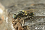 Wapenvlieg (Oxycera leonina)