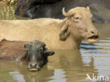 Waterbuffel