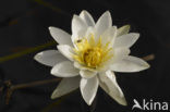 Waterlelie (Nymphaea spec.)