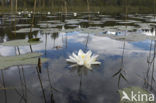 Waterlily (Nymphaea spec.)