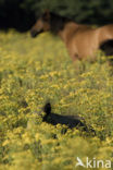 Wild Boar (Sus scrofa)