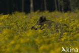 Wild Boar (Sus scrofa)
