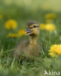 Mallard