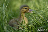 Mallard