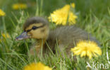Mallard