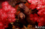 White-eyed moray (Siderea thyrsoidea)