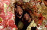 White-eyed moray (Siderea thyrsoidea)