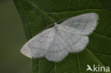 Witte grijsbandpanner (Cabera pusaria)