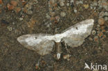 Witvlakdwergspanenr (Eupithecia succenturiata)