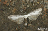 Bordered Pug (Eupithecia succenturiata)