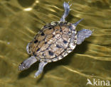 Zaagrugschildpad (Graptemys pseudogeographica)