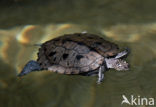 Zaagrugschildpad (Graptemys pseudogeographica)